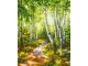Peinture aux numeros - Forêt de bouleaux 24x30cm