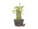 Amuseable Potted Bamboo - H : 30 cm